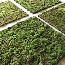 Attēlu rezultāti vaicājumam “Bryum caespiticium”