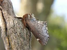 Attēlu rezultāti vaicājumam “Odontosia carmelita”