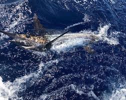 Image result for Makaira mazara