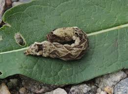 Attēlu rezultāti vaicājumam “Thyatira batis imago”