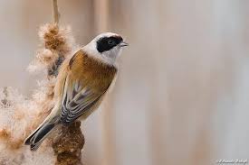 Image result for Remiz pendulinus