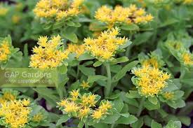 Attēlu rezultāti vaicājumam “Sedum aizoon”