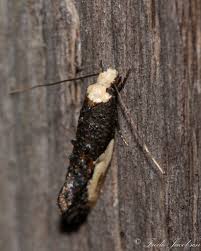 Attēlu rezultāti vaicājumam “Monopis monachella”