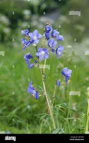 Attēlu rezultāti vaicājumam “Polemoniaceae”