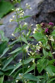 Attēlu rezultāti vaicājumam “Vincetoxicum hirundinaria”