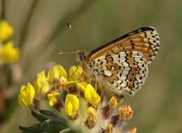 Attēlu rezultāti vaicājumam “Melitaea cinxia underside”