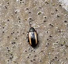 Attēlu rezultāti vaicājumam “Phyllotreta sp.”