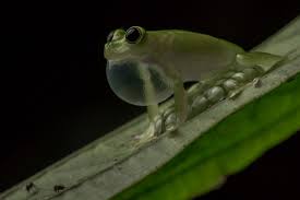 Attēlu rezultāti vaicājumam “Dichodontium pellucidum macro”