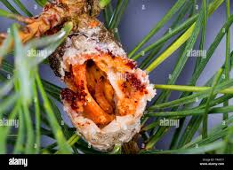 Attēlu rezultāti vaicājumam “Retinia resinella pupa”