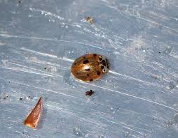 Attēlu rezultāti vaicājumam “Adalia decempunctata”