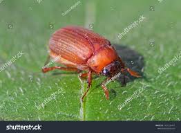 Attēlu rezultāti vaicājumam “Serica brunnea imago”