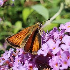 Attēlu rezultāti vaicājumam “Thymelicus sylvestris”