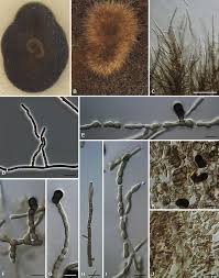 Attēlu rezultāti vaicājumam “Phleogena faginea sessile”