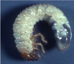 Attēlu rezultāti vaicājumam “Melolontha melolontha”