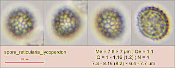 Attēlu rezultāti vaicājumam “Reticularia lobata spores”