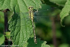 Attēlu rezultāti vaicājumam “Gomphus flavipes”