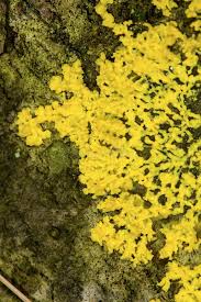 Attēlu rezultāti vaicājumam “Physarum virescens young”