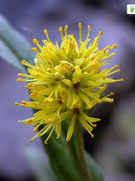 Attēlu rezultāti vaicājumam “Lysimachia thyrsiflora bud”