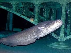 Image result for Silurus glanis