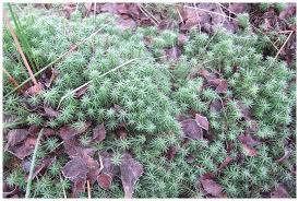Attēlu rezultāti vaicājumam “Polytrichum commune var. perigoniale”