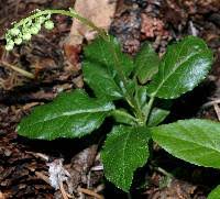Attēlu rezultāti vaicājumam “Orthilia secunda flower”