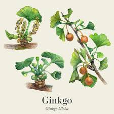 Attēlu rezultāti vaicājumam “Ginkgo biloba fruit”