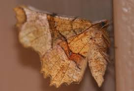 Attēlu rezultāti vaicājumam “Selenia dentaria imago”