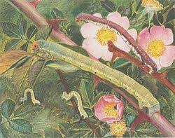 Attēlu rezultāti vaicājumam “Earophila badiata”