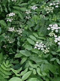 Attēlu rezultāti vaicājumam “Berula erecta leaf”
