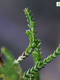 Attēlu rezultāti vaicājumam “Calluna vulgaris leaf”
