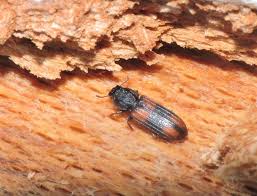 Attēlu rezultāti vaicājumam “Bitoma crenata”