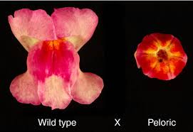Attēlu rezultāti vaicājumam “Antirrhinum majus flower”