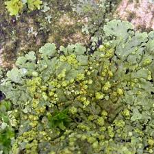 Attēlu rezultāti vaicājumam “Phaeophyscia orbicularis”