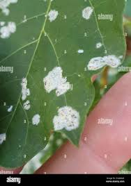 Attēlu rezultāti vaicājumam “Sawadaea tulasnei”