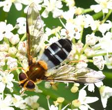 Attēlu rezultāti vaicājumam “Leucozona glaucia”