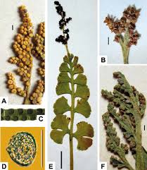 Attēlu rezultāti vaicājumam “Botrychium lunaria”