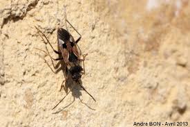 Image result for Rhyparochromus