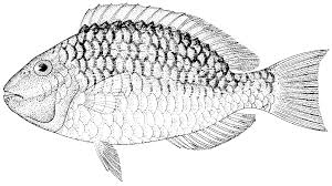 Image result for Sparisoma viride