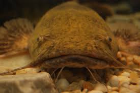 Image result for Pylodictis olivaris