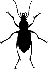 Attēlu rezultāti vaicājumam “Carabus cancellatus”