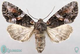 Attēlu rezultāti vaicājumam “Lacanobia contigua”