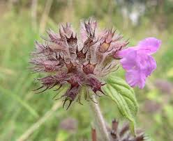 Attēlu rezultāti vaicājumam “Clinopodium vulgare fruit”