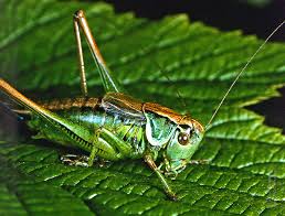 Attēlu rezultāti vaicājumam “Decticus verrucivorus nymph”