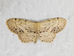 Attēlu rezultāti vaicājumam “Idaea dimidiata”