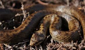 Attēlu rezultāti vaicājumam “Coronella austriaca”