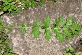 Attēlu rezultāti vaicājumam “Jacobaea vulgaris leaf”