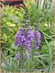 Image result for Linaria purpurea