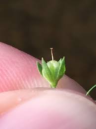 Attēlu rezultāti vaicājumam “Veronica anagallis-aquatica fruit”