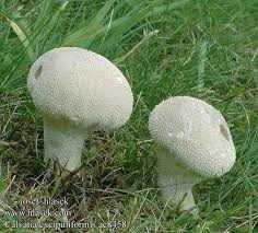 Attēlu rezultāti vaicājumam “Calvatia excipuliformis”