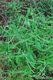 Attēlu rezultāti vaicājumam “Badhamia bethelii stalked”